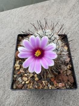 Mammillaria insularis